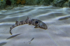 Aquarium Outing (David Davidson ©)