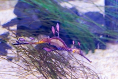 Aquarium Outing (Alan Scott ©)