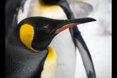 Aquarium Outing (Norman Blaikie ©)