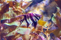 Aquarium Outing (Alan Scott ©)