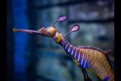 Aquarium Outing (Norman Blaikie ©)