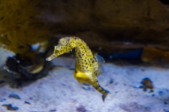 Aquarium Outing (Lisa Xu ©)