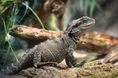 Aquarium Outing (Norman Blaikie ©)