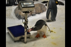 Aquarium Outing (Bob Clothier ©)