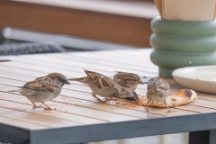 Aquarium Outing (Tuck Leong ©)