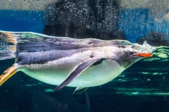 Aquarium Outing (Alan Scott ©)