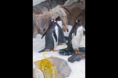 Aquarium Outing (Alan Scott ©)