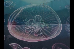 Aquarium Outing (Paul Palcsek ©)