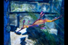 Aquarium Outing (Norman Blaikie ©)