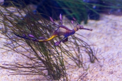 Aquarium Outing (Alan Scott ©)