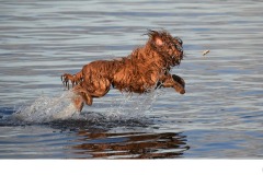 Frolicking Dog - Adrian Fisher (Commended - Open B Grade - Aug 2019 PDI)