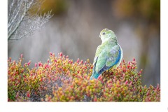 Blue-winged Parrot - Paul Dodd (Commended - Open B Grade - Aug 2019 PDI)