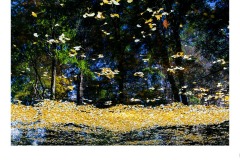 Light Aspects - Peter Black (Commended - Open B Grade - Aug 2019 PDI)