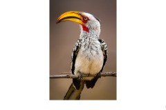 Hornbill - Ruth Woodrow (Highly Commended - Open B Grade - Aug 2019 PDI)