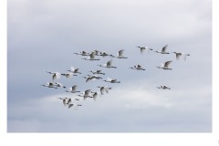 Spoonbills in Flight - Kerrie Matthee (Commended - Open B Grade - Aug 2019 PDI)