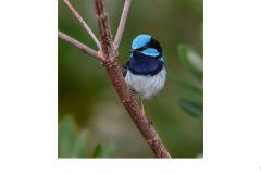 blue wren posing - Kyffin Lewis (Highly Commended - Open B Grade - Aug 2019 PDI)