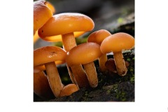 Untitled - Colin Booth (Commended - Open A Grade - Aug 2019 PDI)