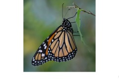 Monarch Butterfly - Nicole Andrews (Commended - Open A Grade - Aug 2019 PDI)