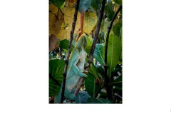 Parsons Chameleon dinnertime - Annette Donald (Commended - Open A Grade - Aug 2019 PDI)