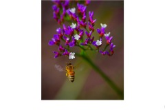 In Flight - Ian Bock (Commended - Open A Grade - Aug 2019 PDI)