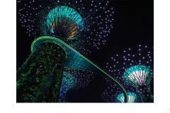 In the Night Garden - Marg Huxtable (Commended - Open A Grade - Aug 2019 PDI)