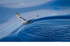 Free as a Bird - Frances Egan (Best - Open A Grade - Aug 2019 PDI)