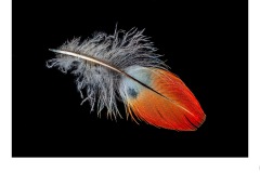 Feather - Ruth Woodrow (Commended - Set Subject 'F is for ...' - Aug 2019 PDI)
