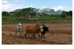 Traditional Farming - Nicole Andrews (Commended - Set Subject 'F is for ...' - Aug 2019 PDI)