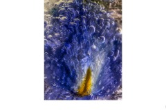 Frozen Flower - Melissa Jane Cachia (Highly Commended - Set Subject 'F is for ...' - Aug 2019 PDI)