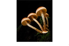 F for Fungi - Tuck Leong (Best - Set Subject 'F is for ...' - Aug 2019 PDI)