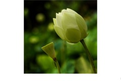 Lotus - Robert Fairweather (Commended - Set Subject 'F is for ...' - Aug 2019 PDI)