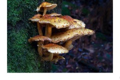 Fungas - Jane Clancy (Commended - Set Subject 'F is for ...' - Aug 2019 PDI)