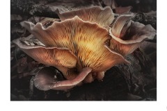 Fungi Five - Susan Rocco (Commended - Set Subject 'F is for ...' - Aug 2019 PDI)