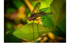 F for Fly - Alan Donald (Highly Commended - Set Subject 'F is for ...' - Aug 2019 PDI)