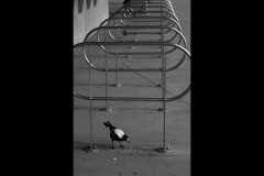 Australian Sports Museum & MCG (Terry Noske ©)