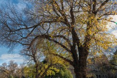 Australian Sports Museum & MCG (Carolyn Brandt ©)