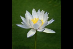 Blue Lotus Water Garden - 6 Feb 2024 (Mid-Week Group)