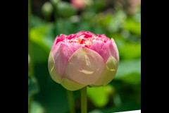 Blue Lotus Water Garden (Michael Brown ©)