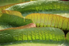 Blue Lotus Water Garden (Terry Noske ©)