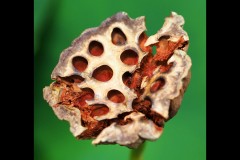 Blue Lotus Water Garden (Joe Hajdu ©)