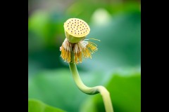 Blue Lotus Water Garden (Richard Faris ©)