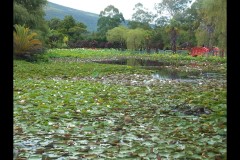 Blue Lotus Water Garden (James Mexias ©)