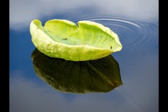 Blue Lotus Water Garden (Marg Huxtable ©)