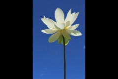 Blue Lotus Water Garden (Doni Baz ©)