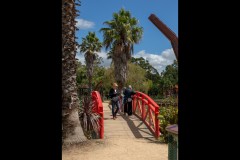 Blue Lotus Water Garden (David Davidson ©)