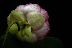 Blue Lotus Water Garden (Carolyn Brandt ©)