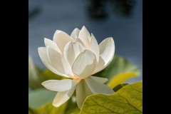 Blue Lotus Water Garden (Jim O'Donnell ©)
