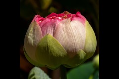 Blue Lotus Water Garden (Michelle Brasington ©)