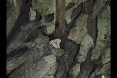 Blue Lotus Water Garden (Paul Palcsek ©)