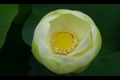 Blue Lotus Water Garden (Sue Rocco ©)
